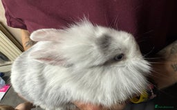 Lionhead rabbits for sale: 2 baby lionhead rabbits looking for a new home  - Image 1