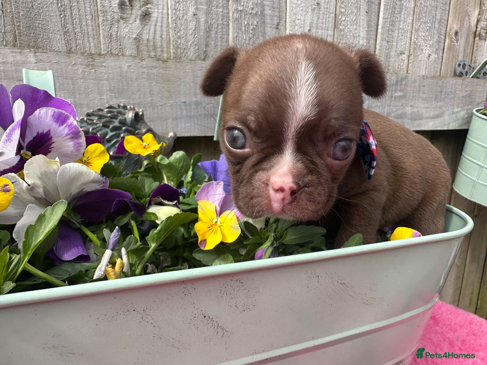 Boston Terrier dogs KC Registered Boston Terrier pups  - Advert 2
