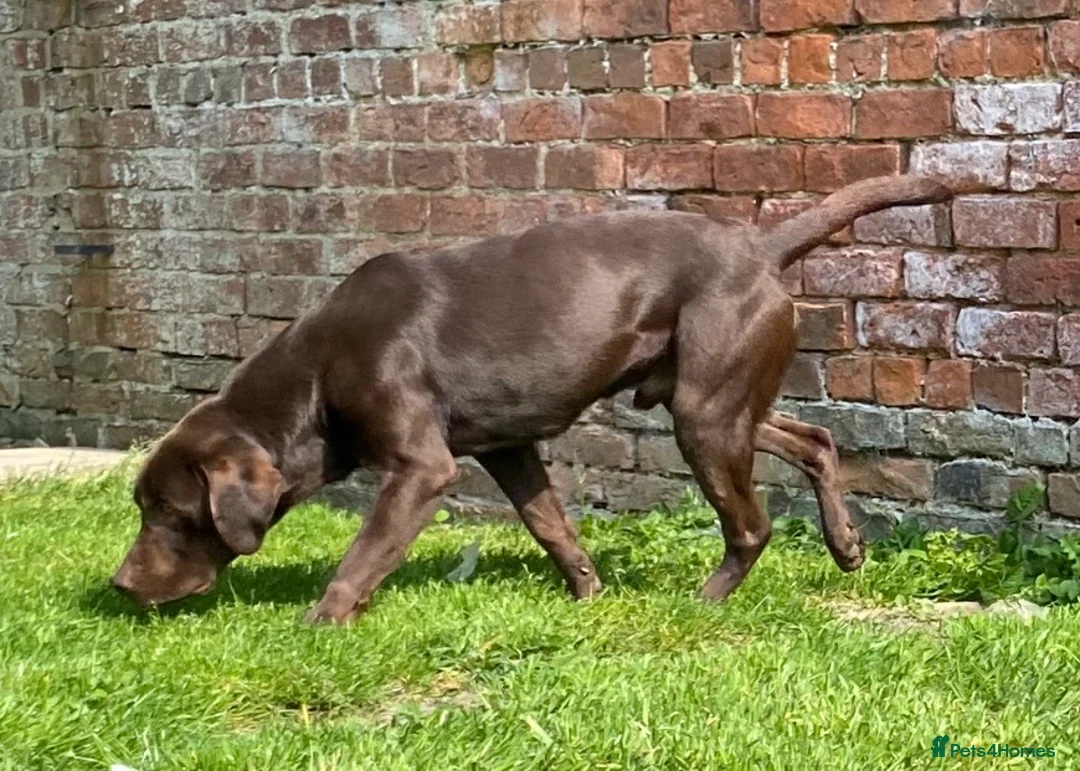 Labrador Retriever dogs for sale: 3 year old chocolate Labrador dog - Advert 1