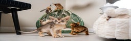 Abyssinian cats for sale: 6 Amazing Abyssinians, Extra Lovlely Personality - Advert 7
