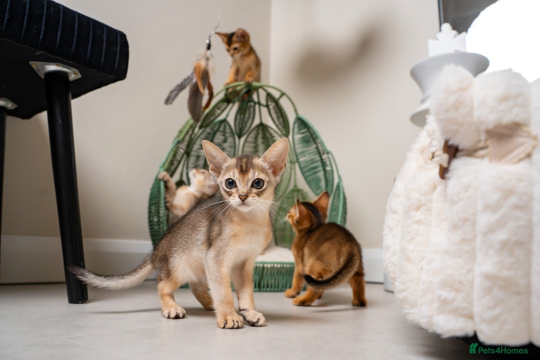 Abyssinian cats for sale: 6 Amazing Abyssinians, Extra Lovlely Personality - Advert 7