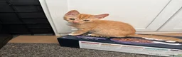 Mixed Breed cats for sale: 3 Beautiful Ginger Mix Siamese Boys Ready Now - Advert 11