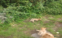 Chihuahua dogs for sale: Adorable Loving hand reared ready now Chihuahuas - Image 7