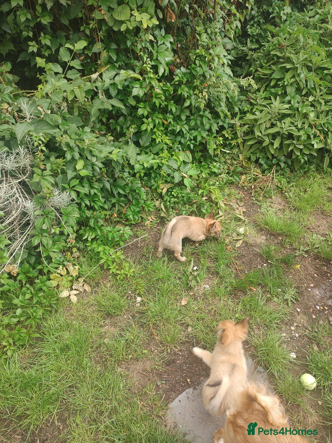 Chihuahua dogs for sale: Adorable Loving hand reared ready now Chihuahuas - Image 7