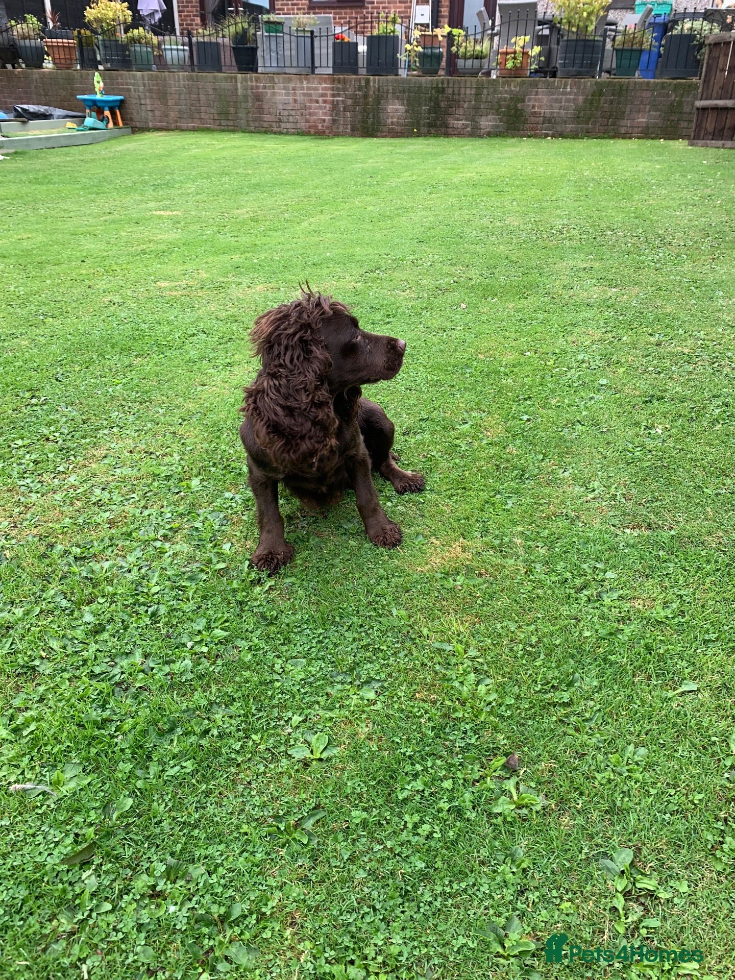 Cockapoo dogs Health tested f1  Cockerpoo puppies  - Advert 1