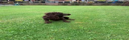 Cockapoo dogs for sale: Health tested f1  Cockerpoo puppies  - Advert 1