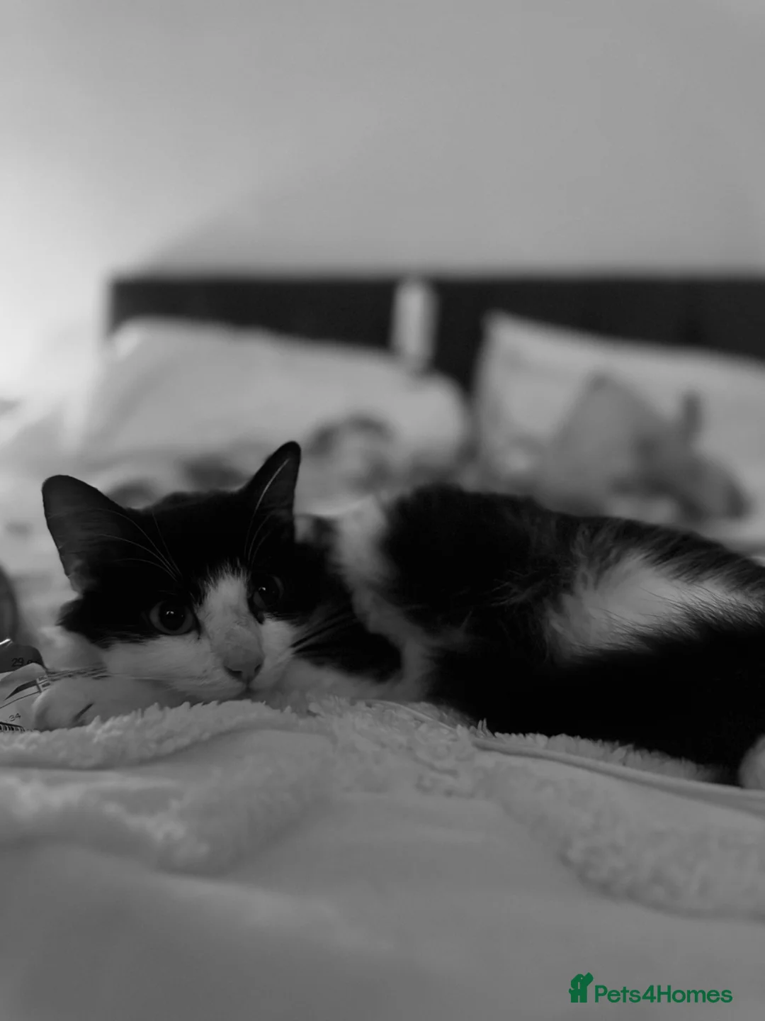 British Longhair cats for sale: 2 GIRLS - Advert 2