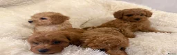 Maltipoo dogs for sale: 🐾 toy maltipoo puppy’s 🐾 - Advert 6
