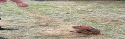 Mixed Breed dogs for sale: Rare breed - Advert 6