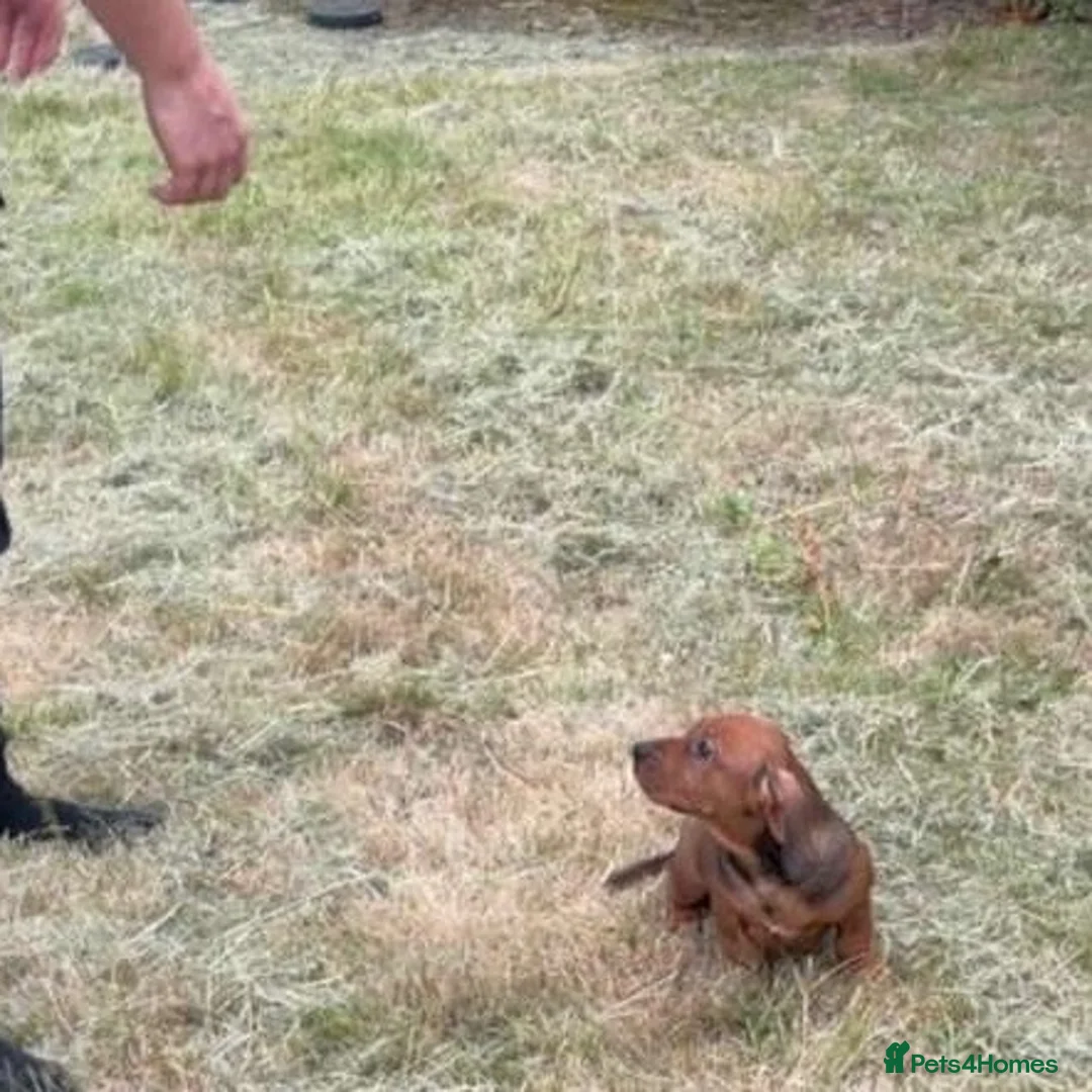 Mixed Breed dogs for sale: Rare breed - Advert 6
