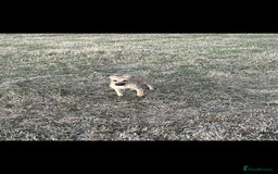 Mixed Breed dogs for sale: Whippet dear hound collie  - Image 1