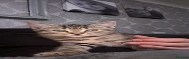 Light tabby