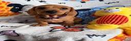 Miniature Dachshund dogs for sale: KC Mini Dachshund.  - Advert 9