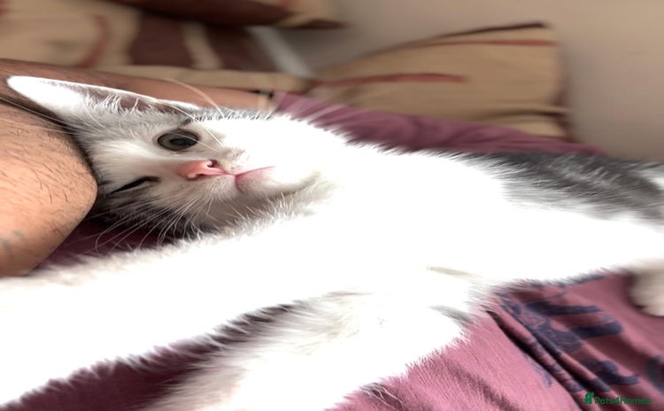 American Shorthair cats - Advert 1