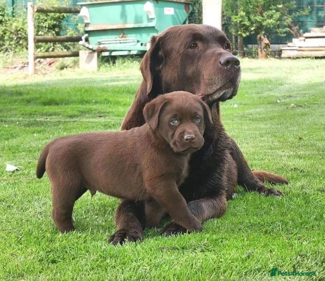 Labrador Retriever dogs for sale: STUNNING HEALTH CHECKED CHOCOLATE PUPPIES in Oldham - Advert 3