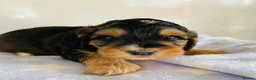 Cockapoo dogs for sale: First generation Cockapoos both KC parents  - Advert 7