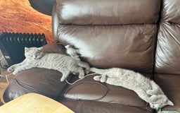 British Shorthair cats for sale: lovely BSH kittens for sale - 2 girls left in Livingston - Image 14