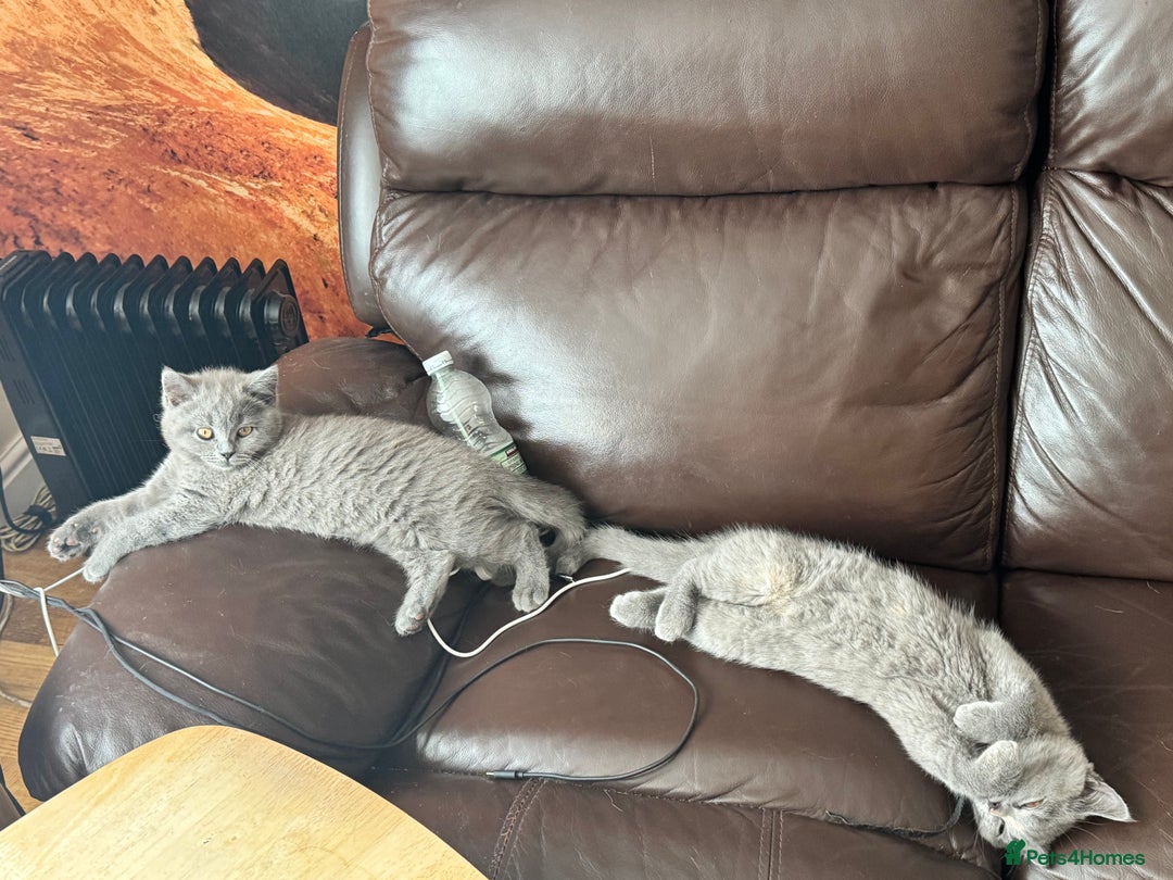 British Shorthair cats for sale: lovely BSH kittens for sale - 2 girls left in Livingston - Image 14