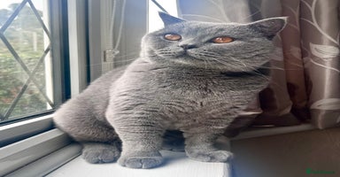 British Shorthair cats - Advert 8