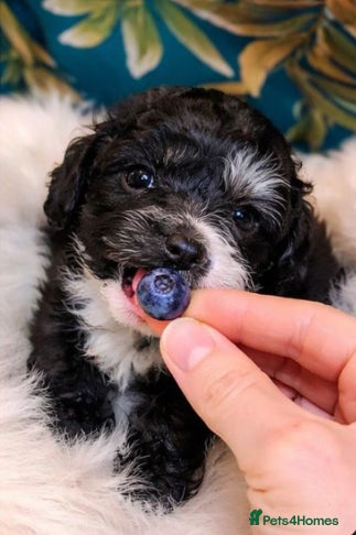 Shihpoo dogs WAITING LIST Toy shihpoo 2026 spring babies  - Advert 1