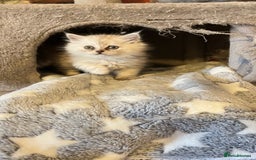 Persian cats for sale: Persian kitten ready to go - Image 10