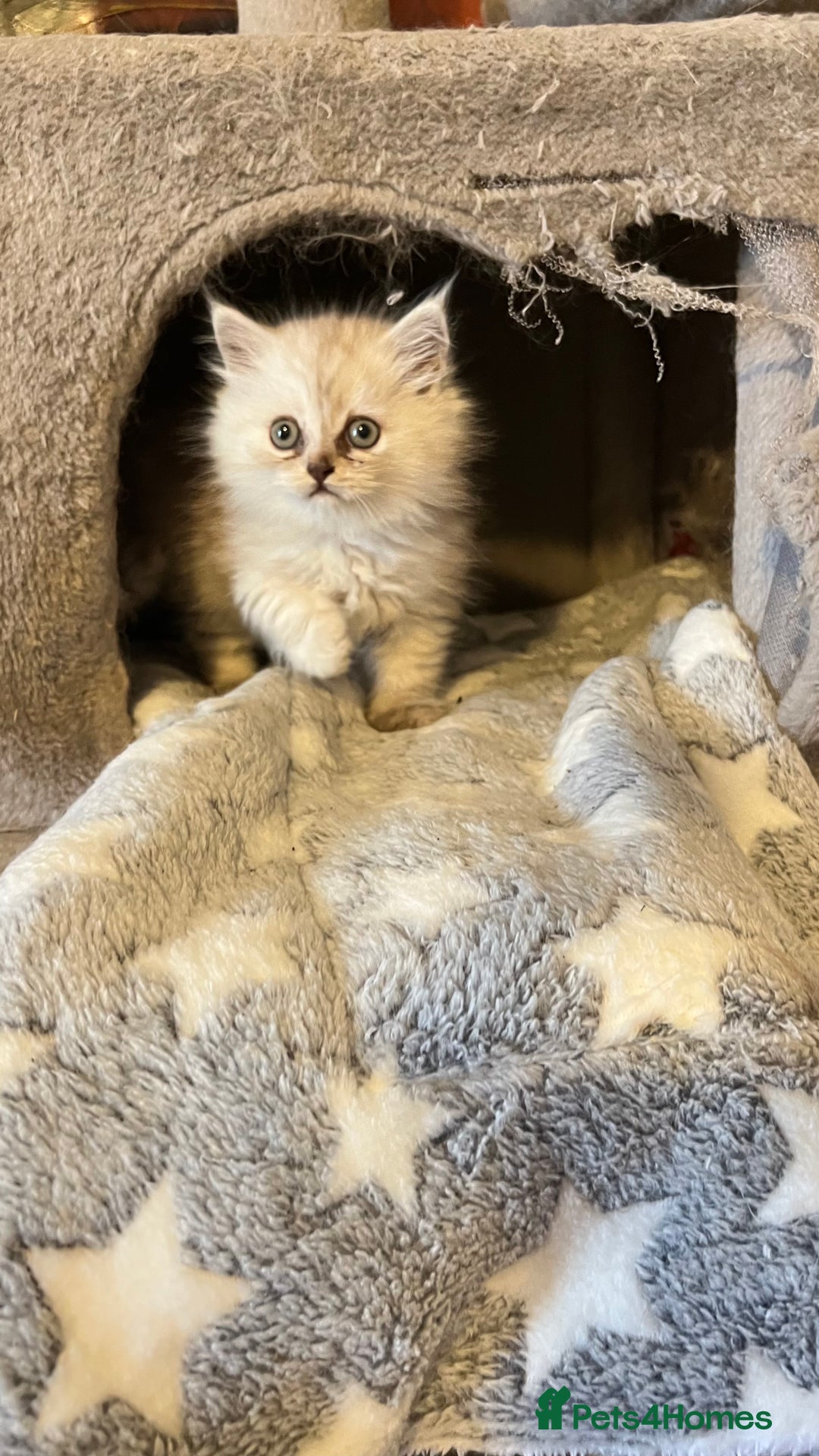 Persian cats for sale: Persian kitten ready to go - Image 10