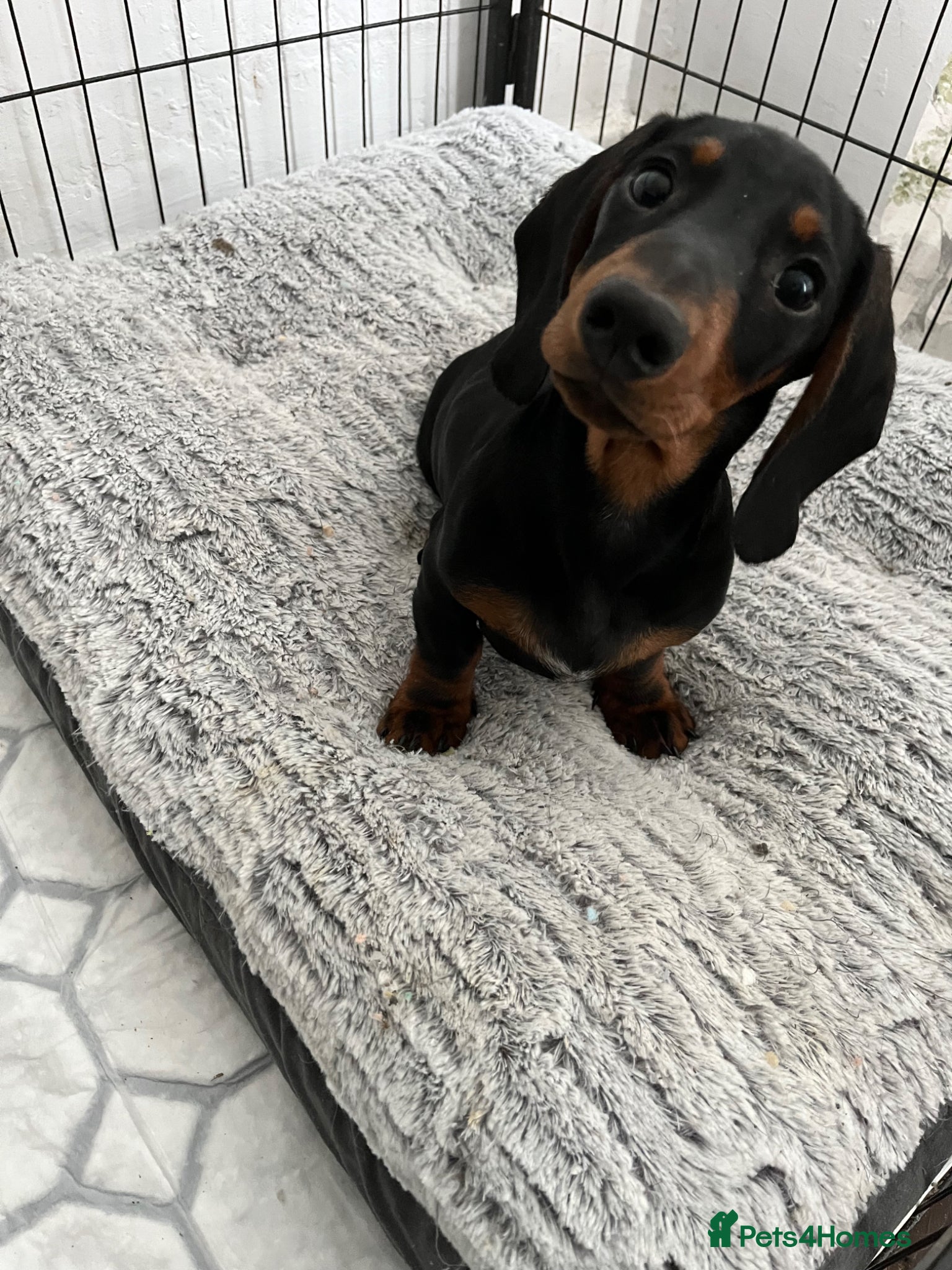 Miniature Dachshund dogs 💙MINI DACHSHUND, BOTH VACCINES & READY TO LEAVE💙 - Advert 16