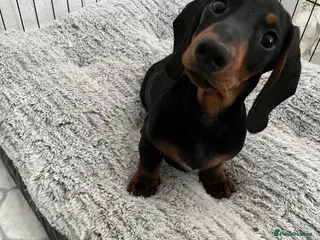 Miniature Dachshund dogs ๐MINI DACHSHUND, BOTH VACCINES & READY TO LEAVE๐ - Advert 16