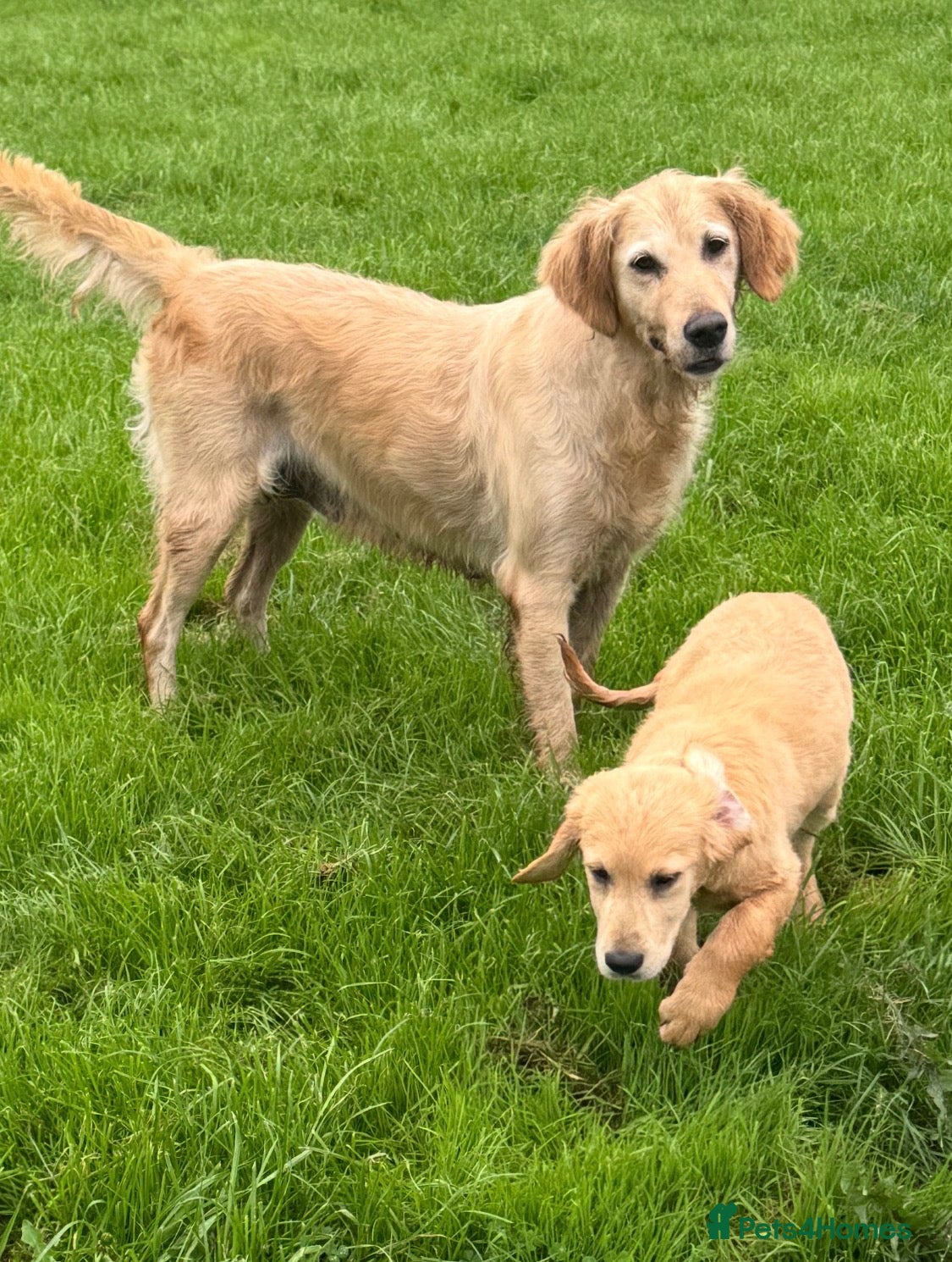 Golden Retriever dogs Health tested DNA happy KC puppies - Advert 2