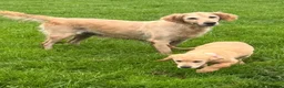 Golden Retriever dogs for sale: Health tested DNA happy KC puppies - Advert 2