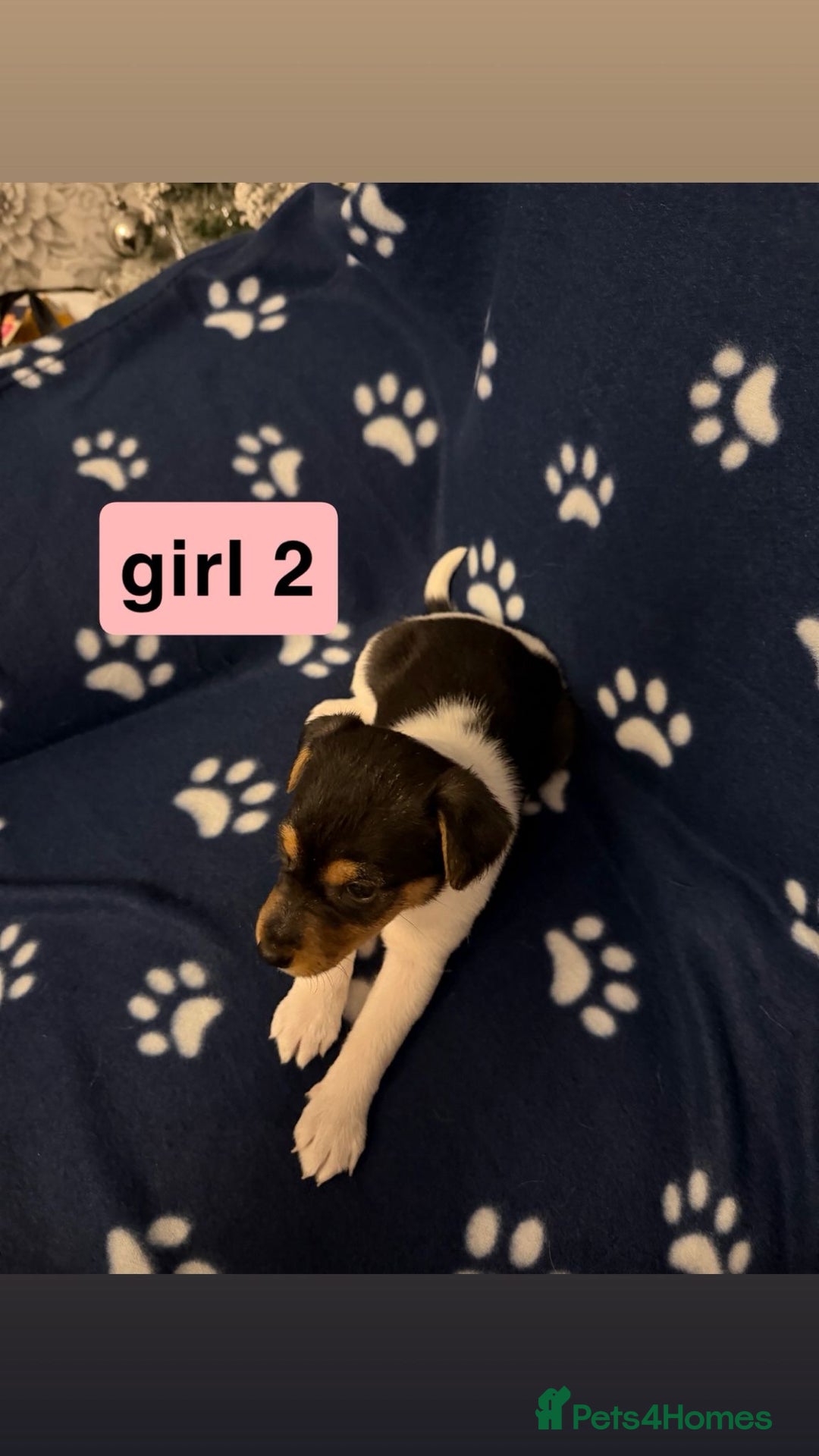 Jack Russell dogs for sale: Jack russel puppies - Advert 2