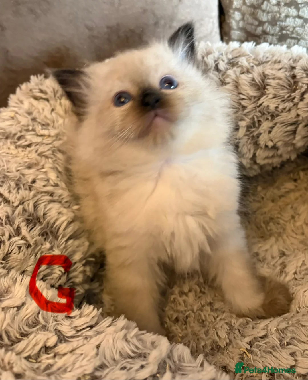 Ragdoll cats for sale: Beautiful ragdoll kittens ready now - Advert 21