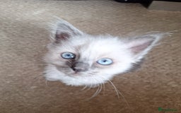 Ragdoll cats for sale: 1 loving boy  left Hand reared from 2 weeks old - Image 9