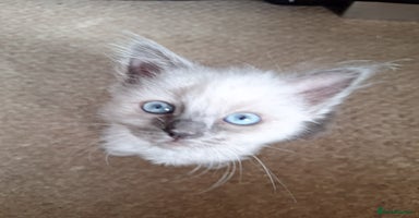 Ragdoll cats - Advert 7