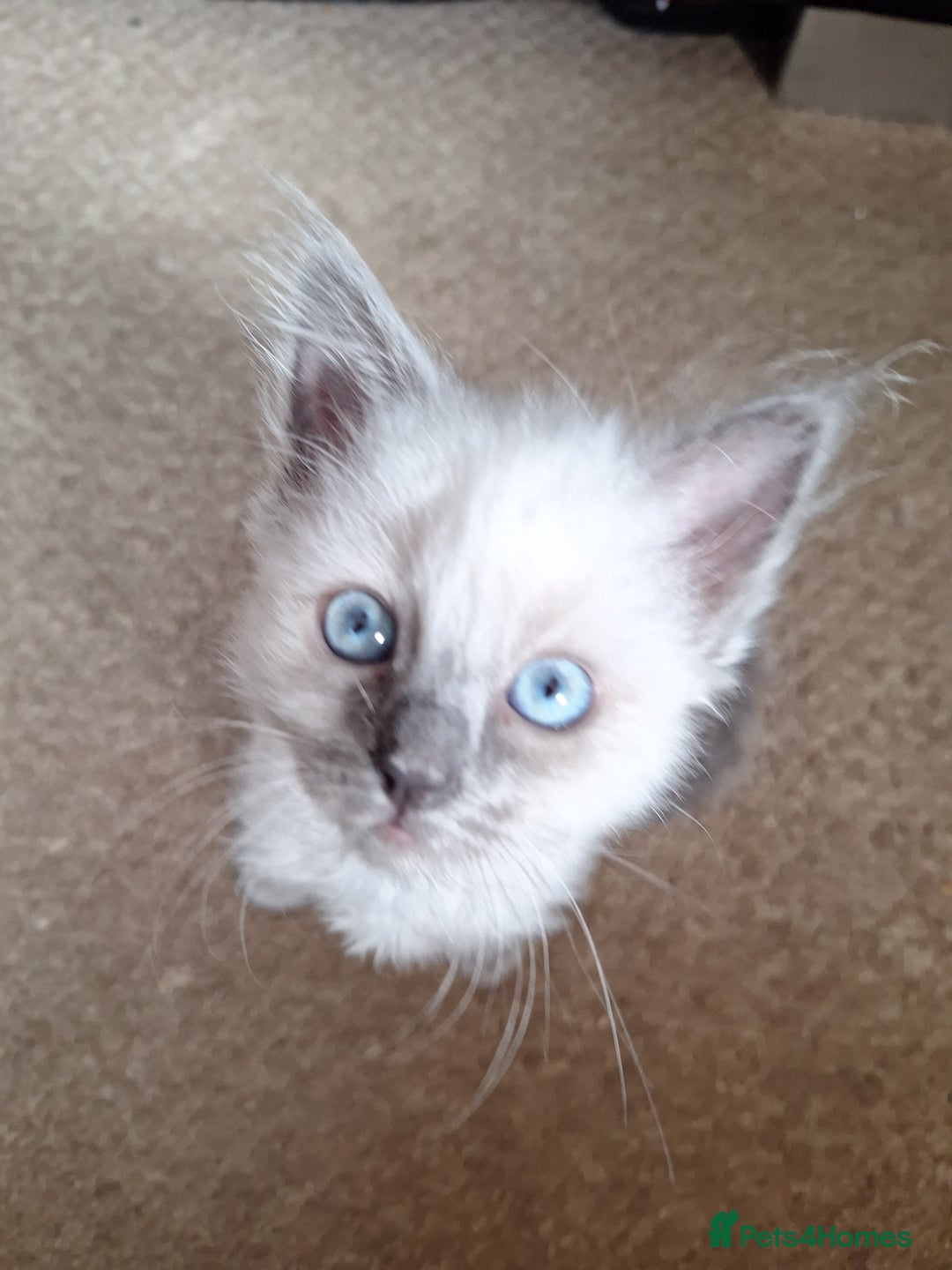 Ragdoll cats for sale: 1 loving boy  left Hand reared from 2 weeks old - Image 9