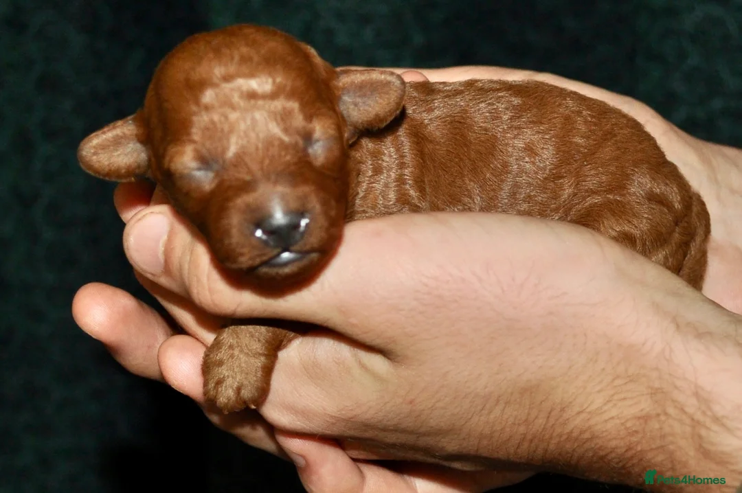 Toy Poodle dogs for sale: 🐾 Purebred Toy Poodle Puppies – £1,800 Each 🐾 in Shepperton - Advert 37