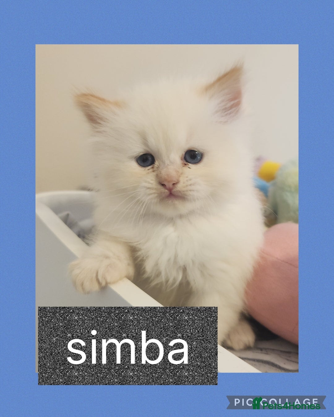 Persian cats for sale: 2 beautiful boys ready this weekend  - Image 3