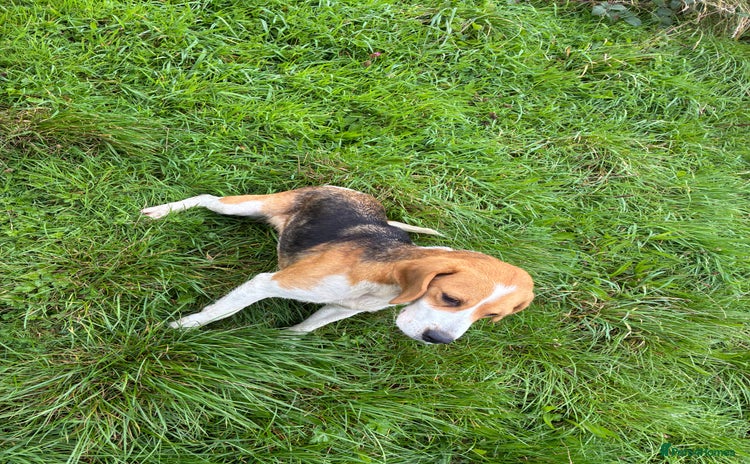 Beagle dogs - Advert 1