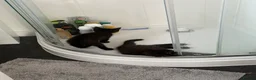 Mixed Breed cats for sale: 2 brothers looking for forever home together - Advert 12