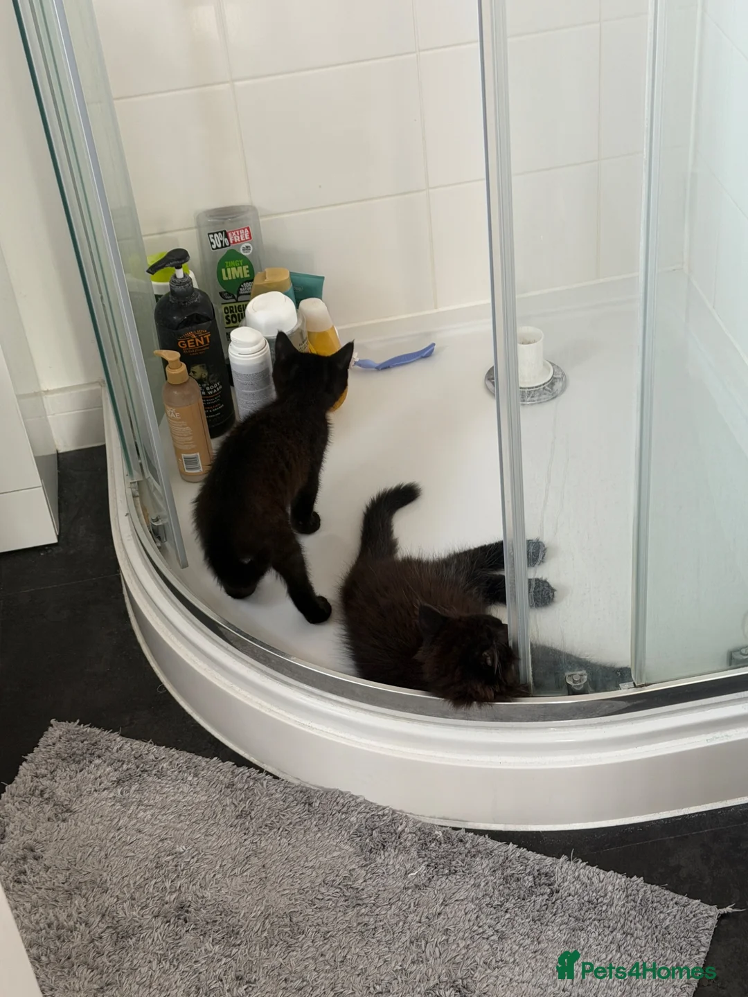 Mixed Breed cats for sale: 2 brothers looking for forever home together - Advert 12