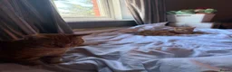 Domestic Shorthair cats for sale: 2 male ginger cats - Advert 2