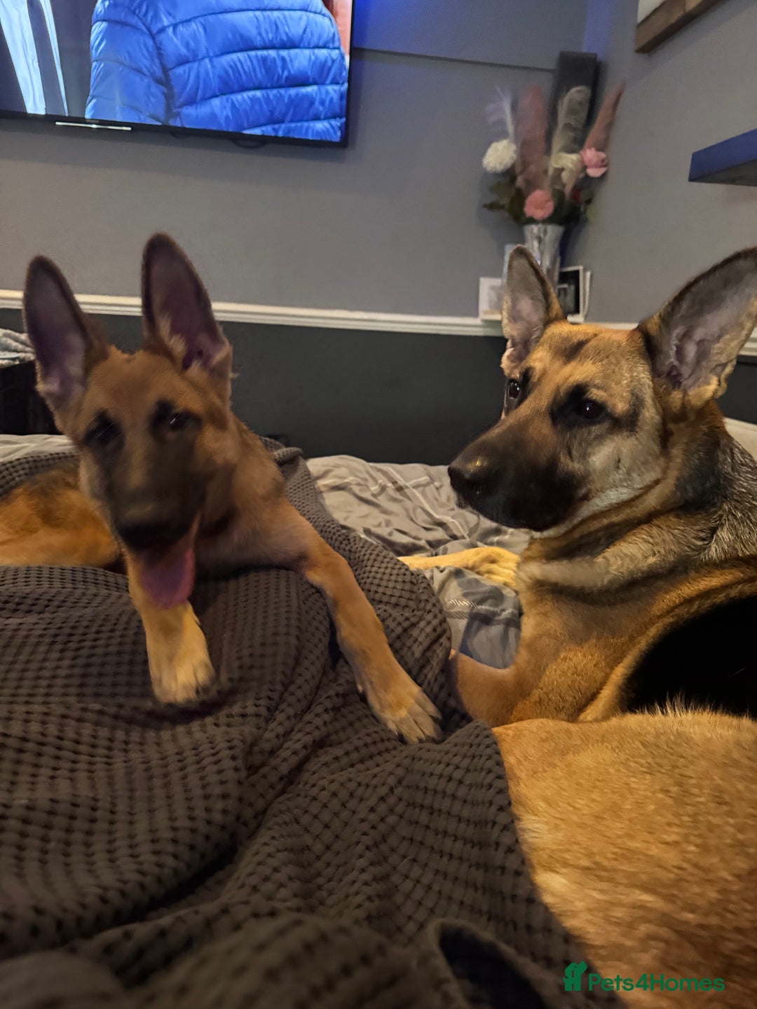 German Shepherd dogs for sale:  Beautiful German Shepherd  - Image 6