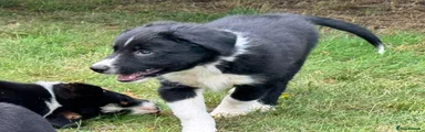 Border Collie 2