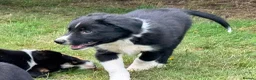 Border Collie dogs for sale: 3 x Gorgeous Collie Pups- Mum ISDS Registered!  - Advert 7
