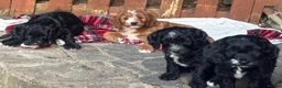 Cockapoo dogs for sale: Beautiful Cockapoo Puppies - Advert 5