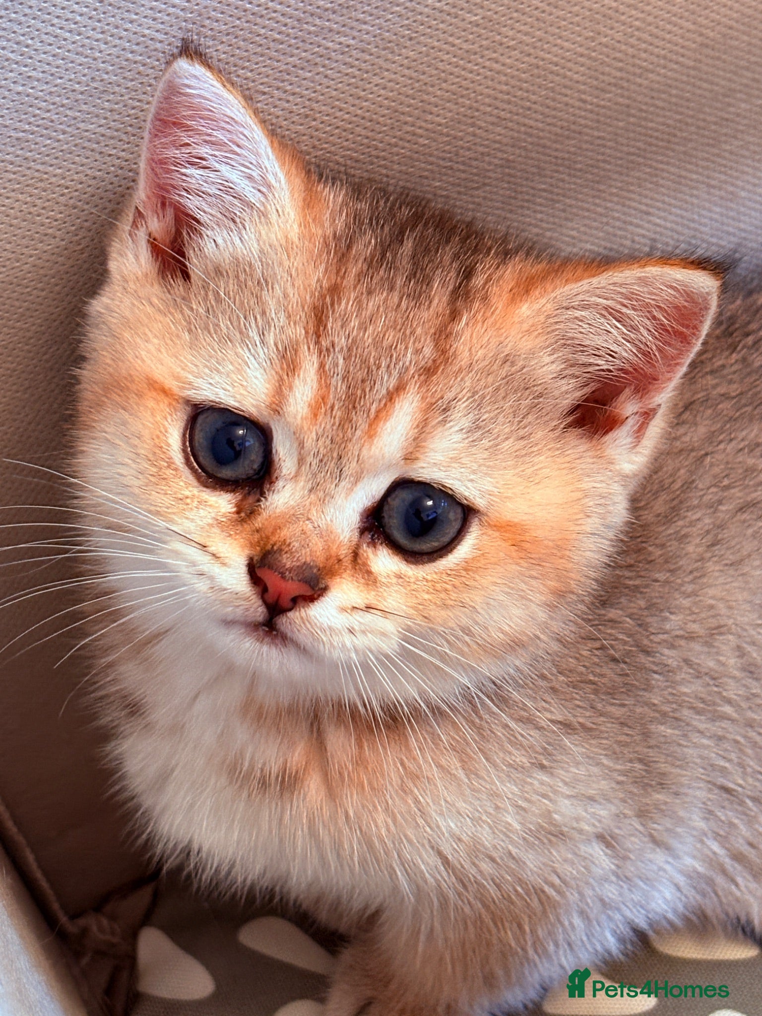 British Shorthair cats GCCF Registered Golden BSH Kittens | ny12 & by12 - Advert 2