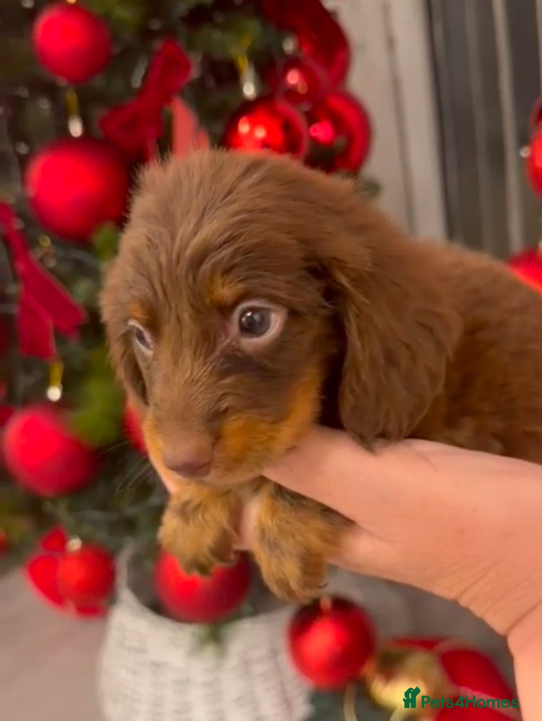 Miniature Dachshund dogs for sale: All RESVERD - Advert 1