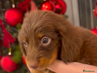 Miniature Dachshund dogs Last 2 Longed Haired Chocolate Boys - Advert 4