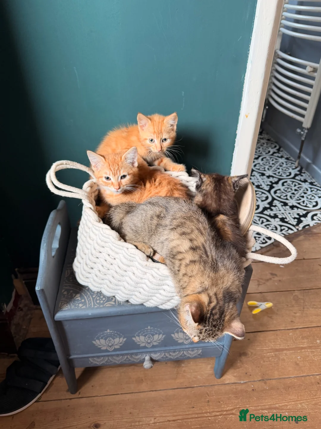 Mixed Breed cats for sale: Kittens  in Shepton Mallet - Advert 2