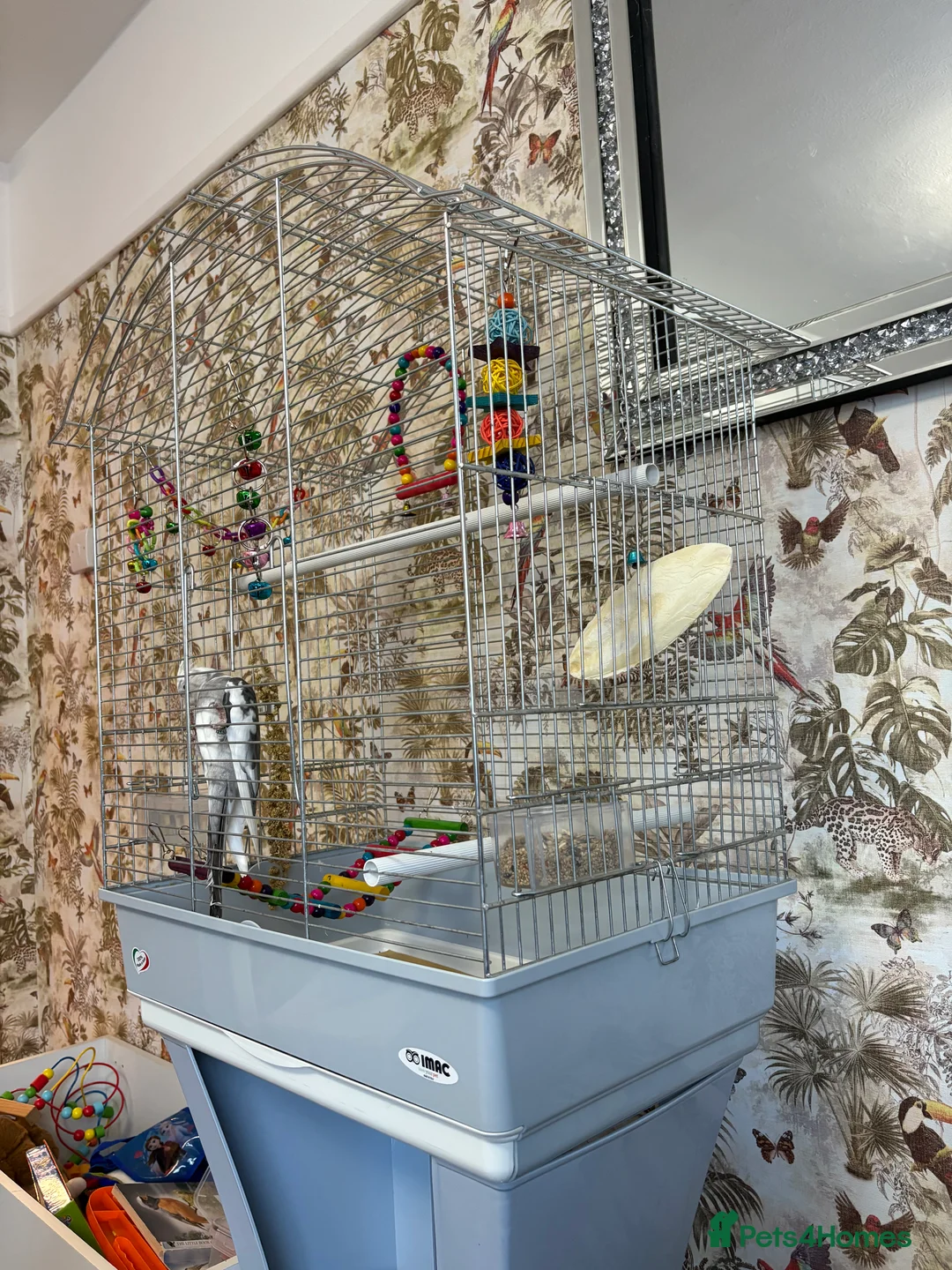 Cockatiels birds for sale: Cockatiel for sale  - Advert 2